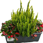 VASCHETTA CON ERICA CALLUNA + GAULTHERIA
