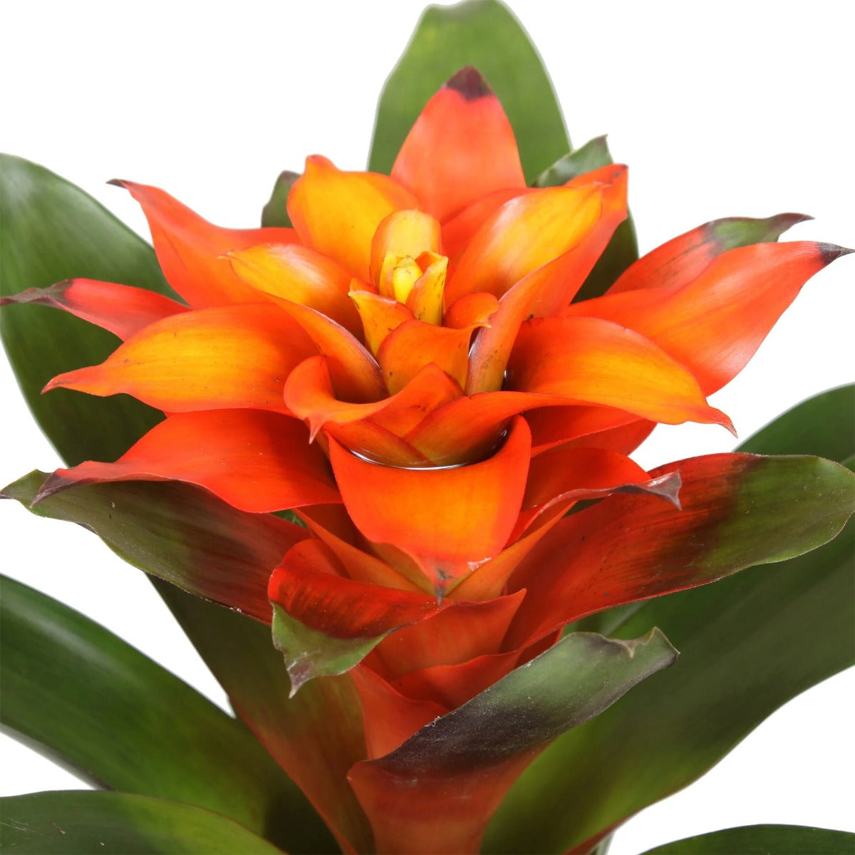 GUZMANIA ORANGE IN VASO DA 12CM