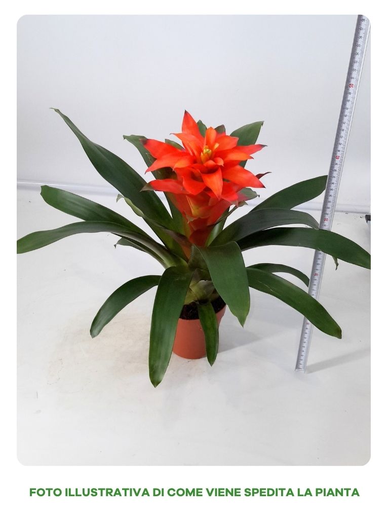 GUZMANIA ORANGE IN VASO DA 12CM