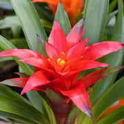 GUZMANIA PATRICIA ROSSA IN VASO 13CM