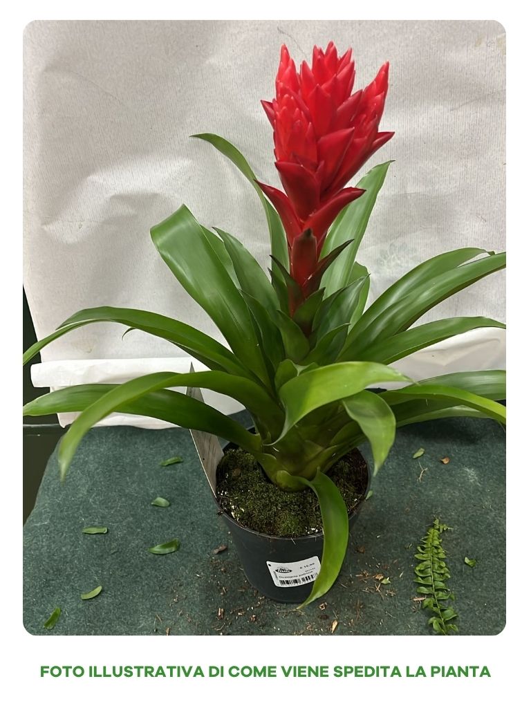 GUZMANIA PATRICIA ROSSA IN VASO 13CM