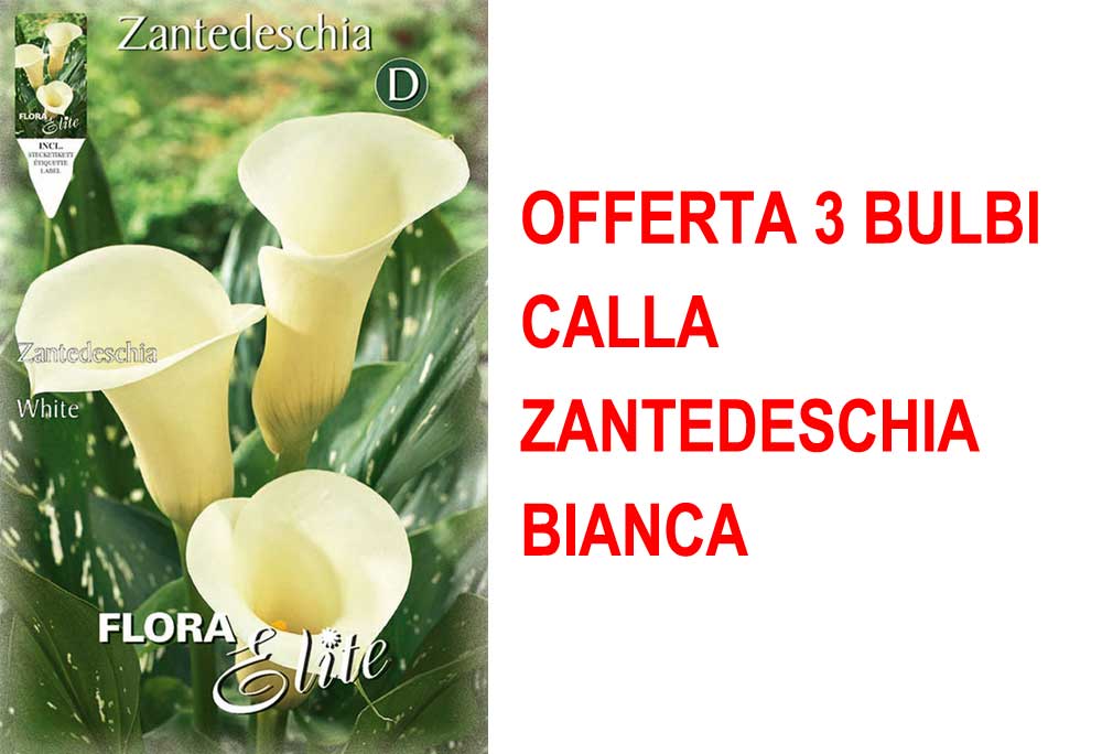 OFFERTA 3 BULBI CALLA ZANTEDESCHIA BIANCA