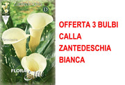 OFFERTA 3 BULBI CALLA ZANTEDESCHIA BIANCA
