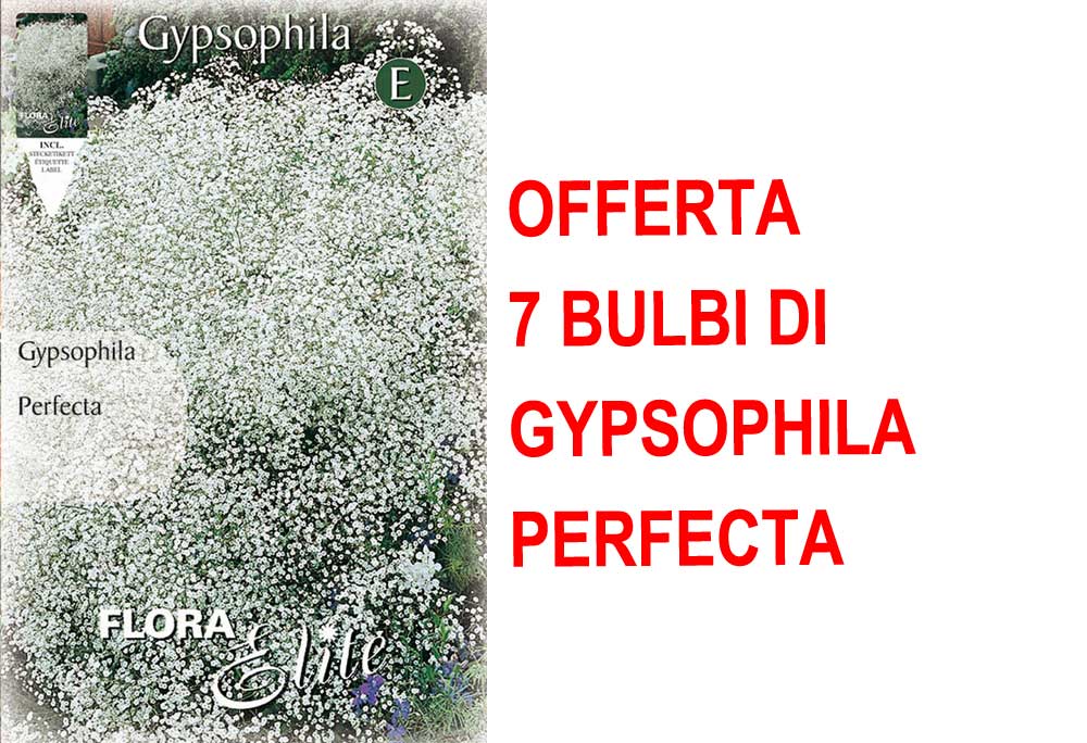 OFFERTA 7 BULBI DI GYPSOPHYLA PERFECTA