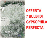 OFFERTA 7 BULBI DI GYPSOPHYLA PERFECTA