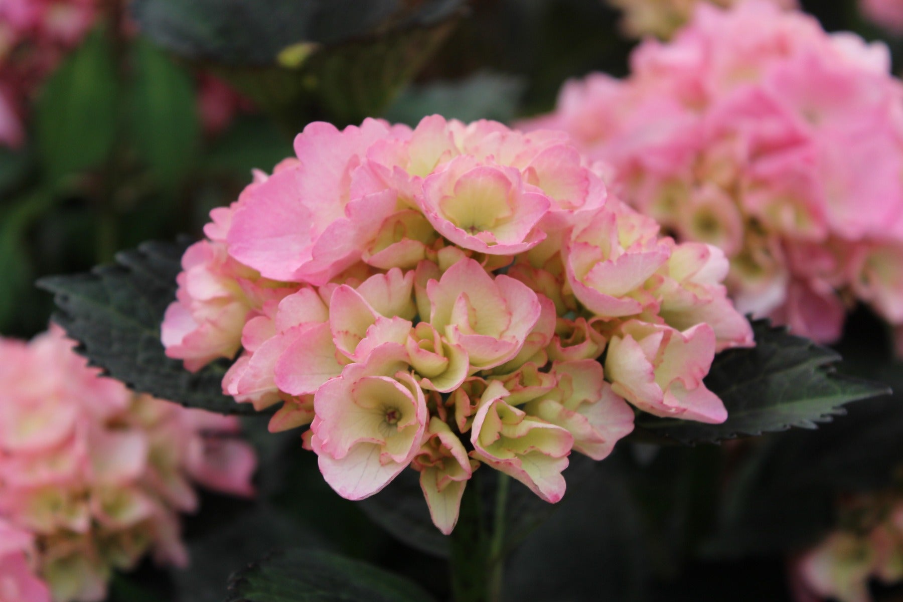 ORTENSIA HYDRANGEA MACROPHYLLA FROUFROU ROSE VASO 21CM