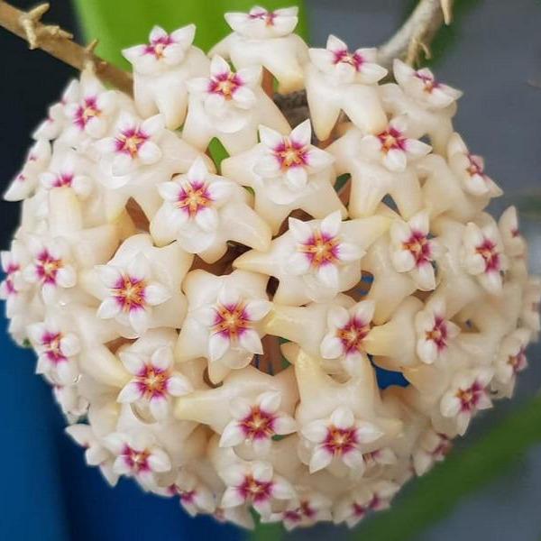 HOYA PARASITICA BLACK FIORE DI CERA VASO 12CM