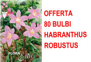 OFFERTA 80 BULBI DI HABRANTHUS ROBUSTUS