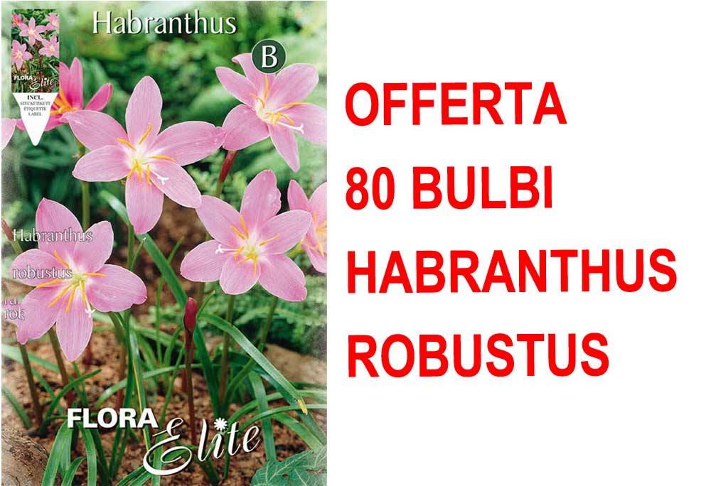 OFFERTA 80 BULBI DI HABRANTHUS ROBUSTUS
