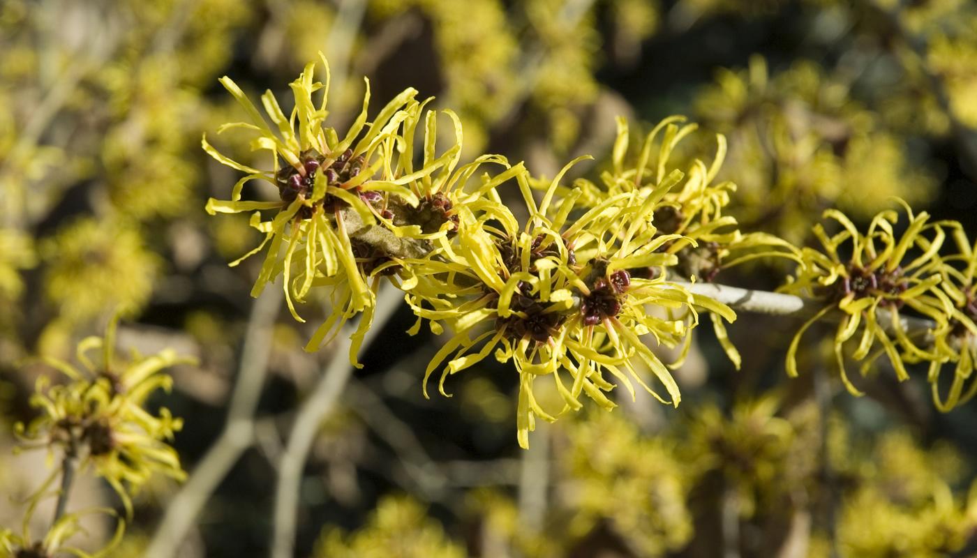 HAMAMELIS INTERMEDIA ARNOLD PROMISE GIALLA VASO 23CM