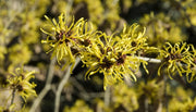 HAMAMELIS INTERMEDIA ARNOLD PROMISE GIALLA VASO 23CM