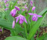ORCHIDEA DA GIARDINO BLETILLA STRIATA ROSA VASO 12CM