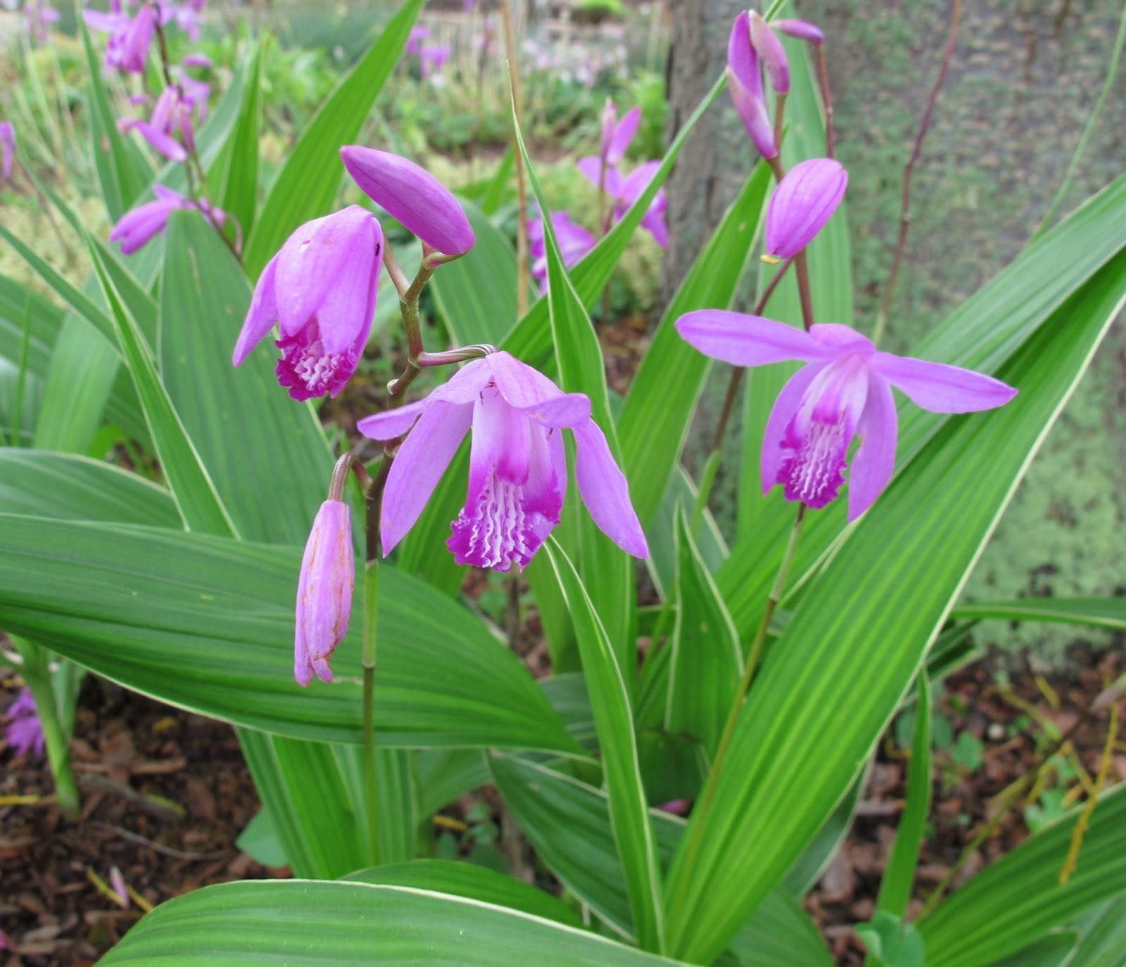 ORCHIDEA DA GIARDINO BLETILLA STRIATA ROSA VASO 12CM