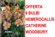 OFFERTA 9 BULBI DI HEMEROCALLIS CATHERINE WOODBURY