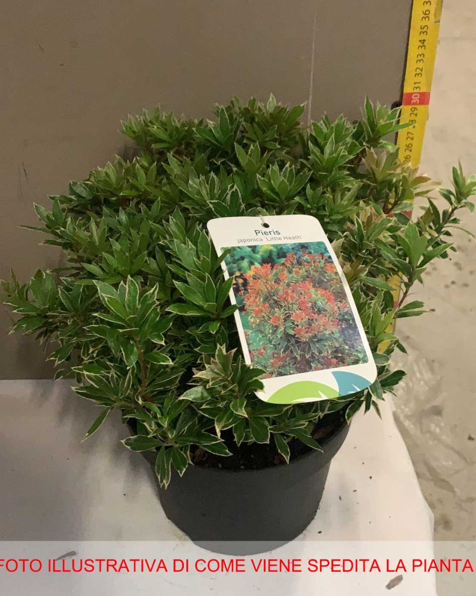 PIERIS JAPONICA LITTLE HEATH VASO 19CM