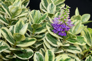 HEBE ANDERSONII VARIEGATA VASO 12CM