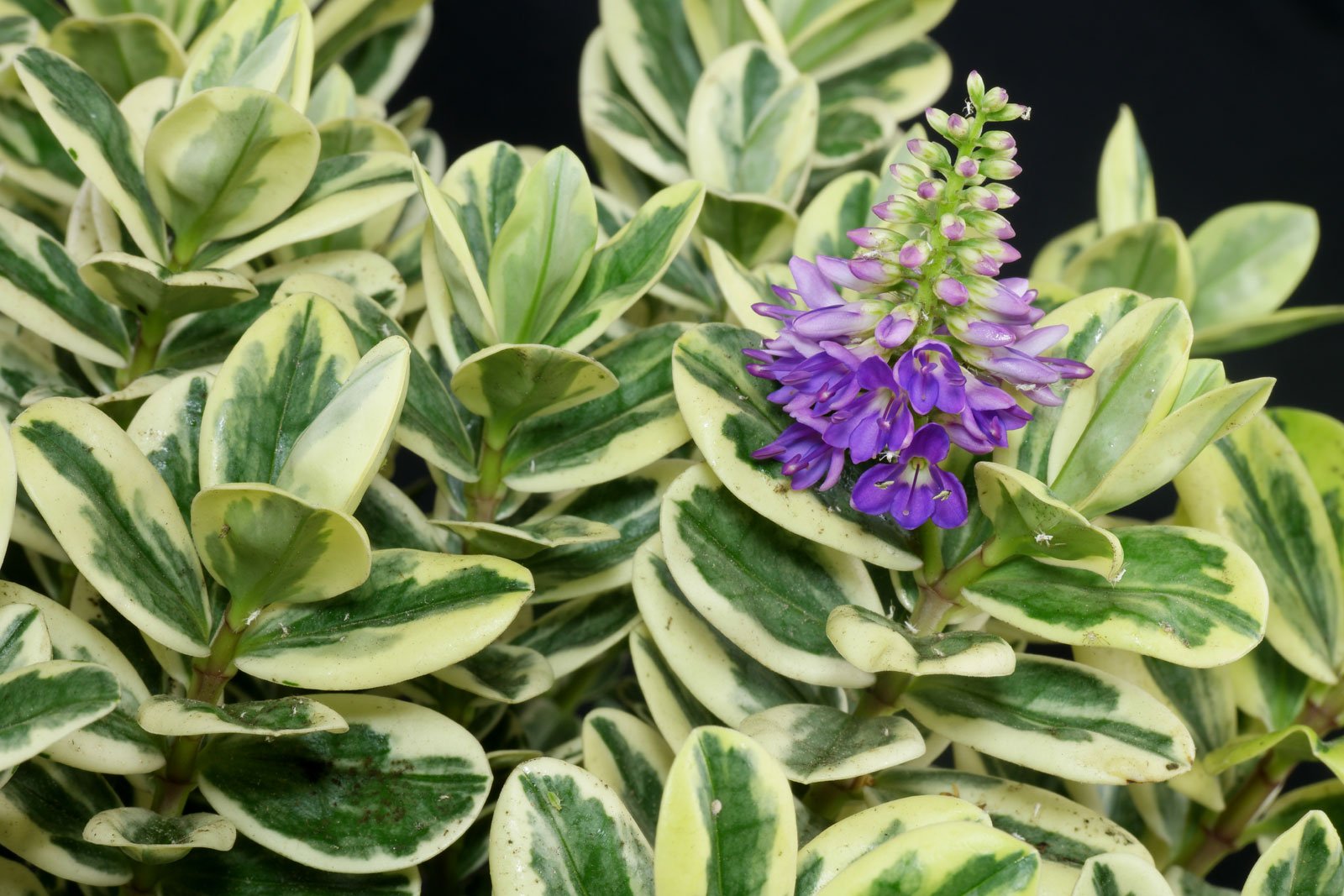HEBE ANDERSONII VARIEGATA VASO 12CM