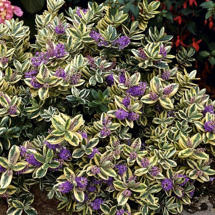 HEBE ADDENDA VARIEGATO IN VASO DA 12CM