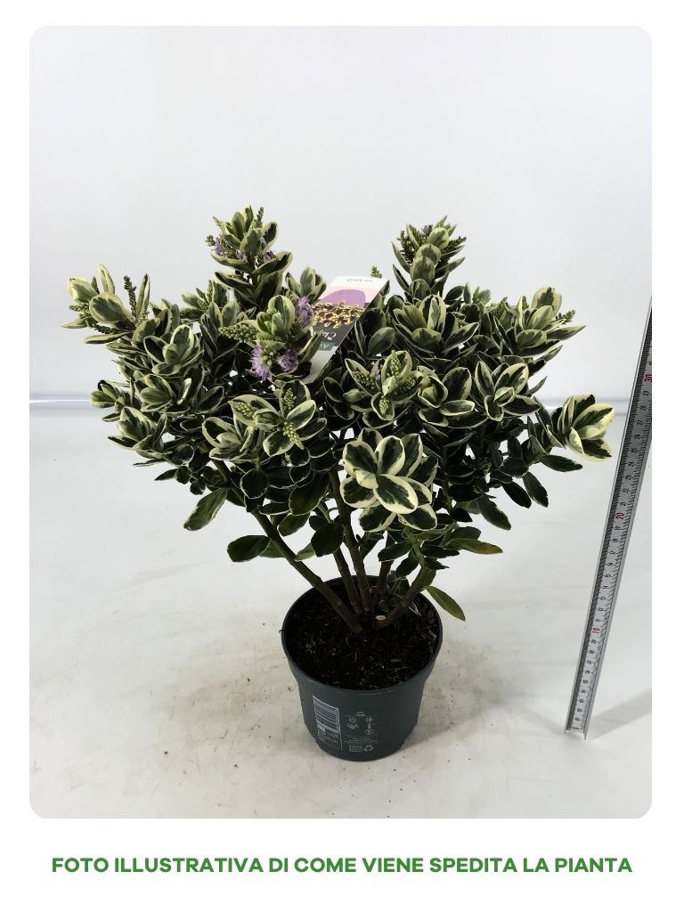 HEBE ADDENDA VARIEGATO IN VASO DA 12CM
