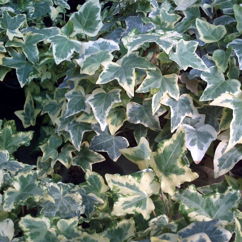 HEDERA HELIX ELEGANTISSIMA IN VASO 17CM