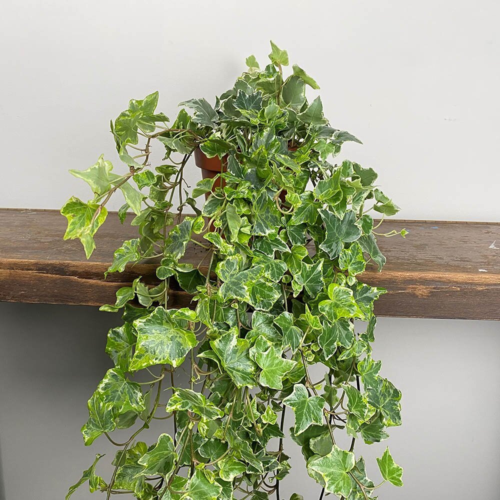 HEDERA HELIX MINT KOLIBRI IN VASO 13CM