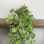 HEDERA HELIX MINT KOLIBRI IN VASO 13CM