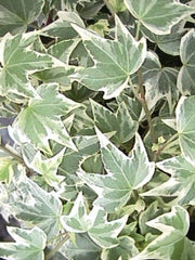 HEDERA HELIX WHITE RIPPLE IN VASO 14CM