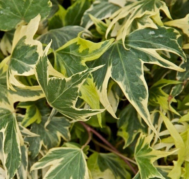 HEDERA HELIX YELLOW RIPPLE IN VASO 17CM