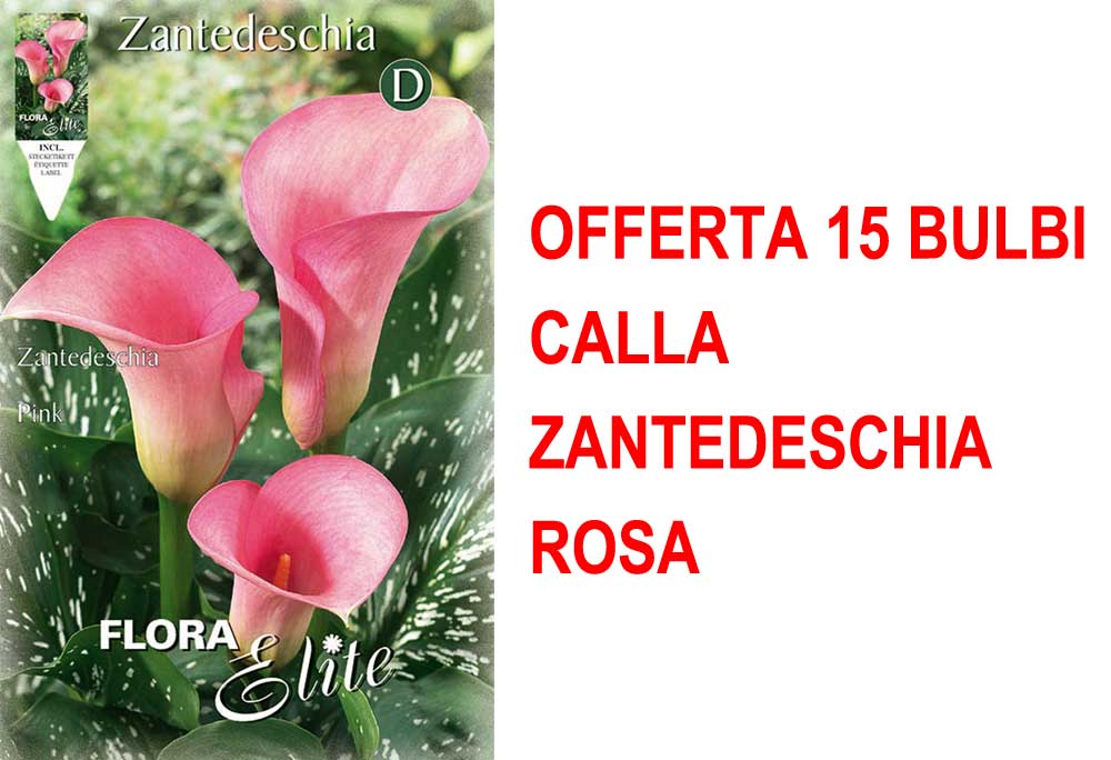 OFFERTA 15 BULBI CALLA ZANTEDESCHIA ROSA