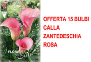 OFFERTA 15 BULBI CALLA ZANTEDESCHIA ROSA
