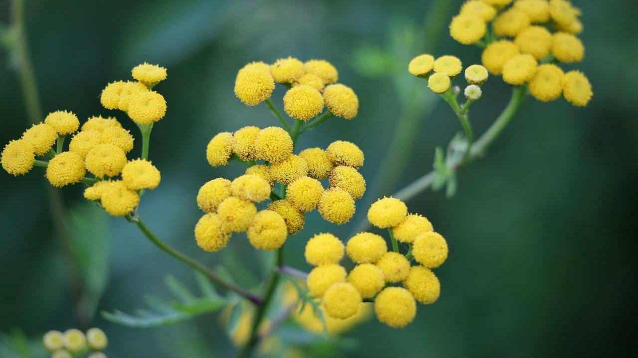 HELICRYSUM ITALICUM IN VASO 17CM