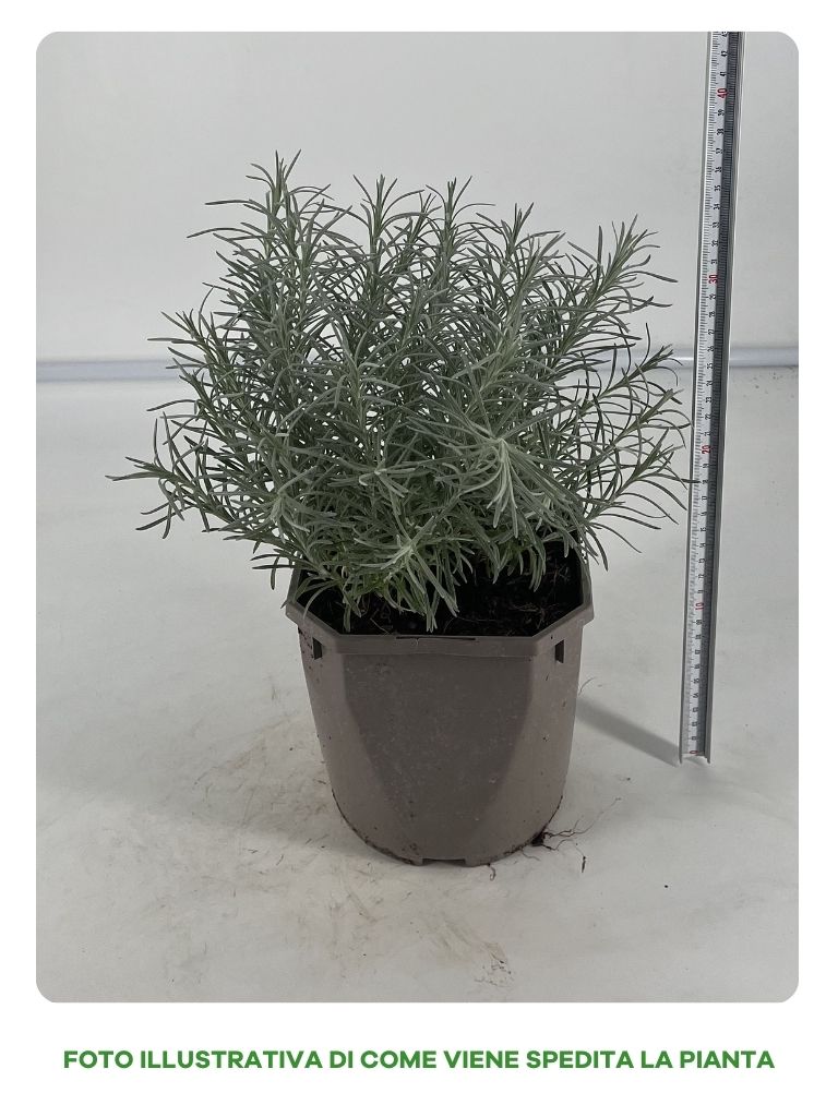 HELICRYSUM ITALICUM IN VASO 17CM
