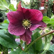 HELLEBORUS VICTORIA ROSA DI NATALE VASO 14CM