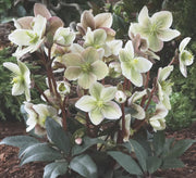 HELLEBORUS WINTER SUNSHINE VASO 15CM