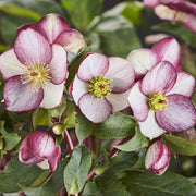 HELLEBORUS ICE N’ ROSES PICOTEE ROSA DI NATALE VASO 15CM