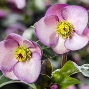 HELLEBORUS ICE N’ ROSES PINK ROSA DI NATALE VASO 13CM