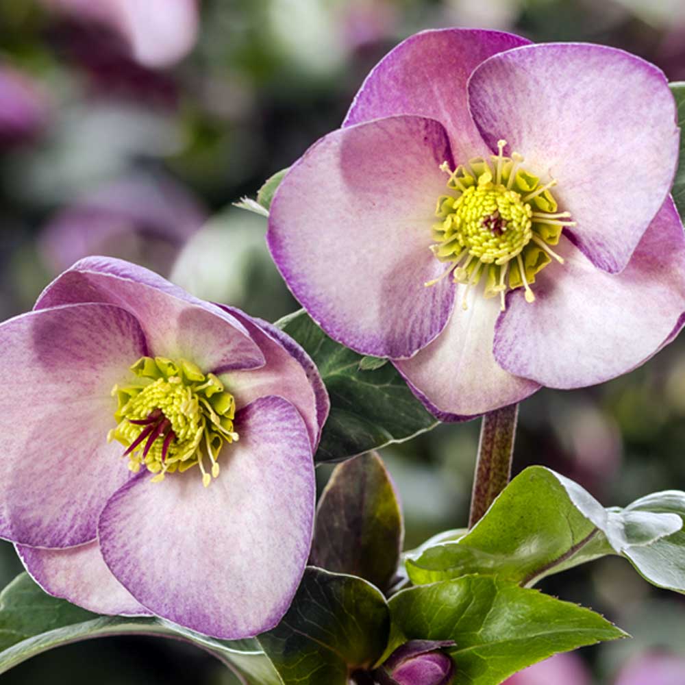 HELLEBORUS ICE N’ ROSES PINK ROSA DI NATALE VASO 13CM