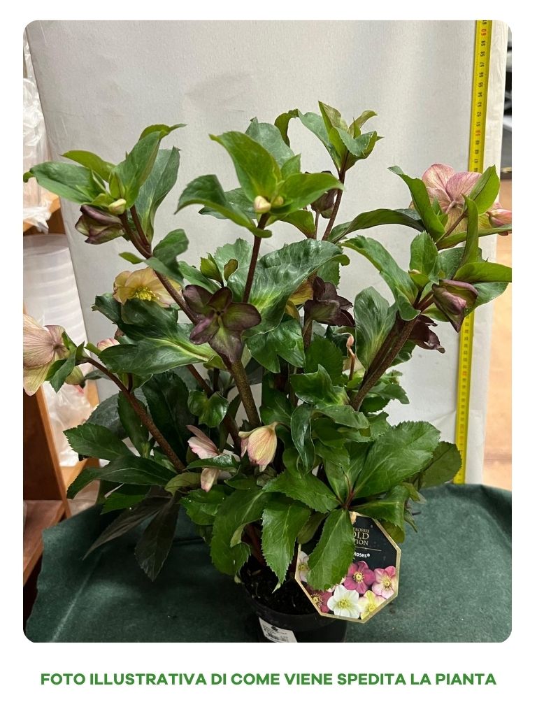 HELLEBORUS ICE N’ ROSES PINK ROSA DI NATALE VASO 13CM