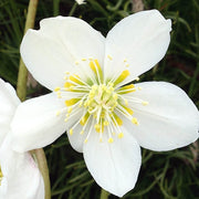 HELLEBORUS NIGER HGC JESKO ROSA DI NATALE VASO 11CM