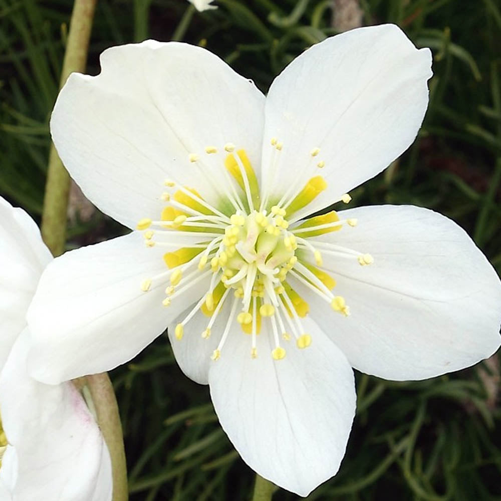 HELLEBORUS NIGER HGC JESKO ROSA DI NATALE VASO 11CM