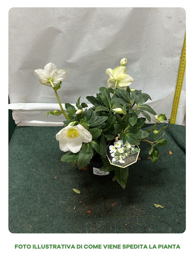 HELLEBORUS NIGER HGC JESKO ROSA DI NATALE VASO 11CM