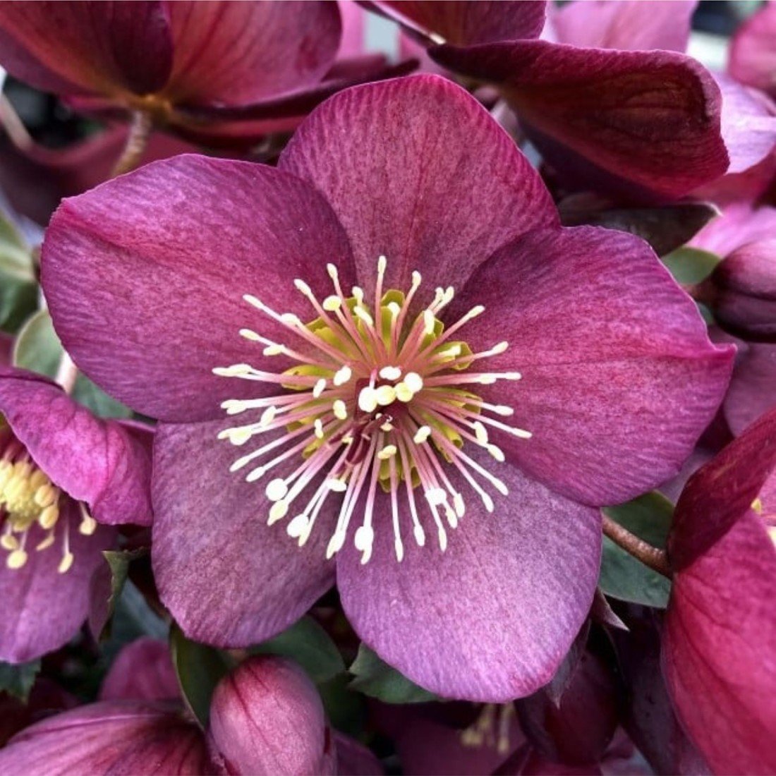 HELLEBORUS ORIENTALIS IN VASO DA 12CM BIANCO O ROSA SCURO