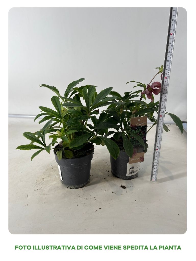 HELLEBORUS ORIENTALIS IN VASO DA 12CM BIANCO O ROSA SCURO