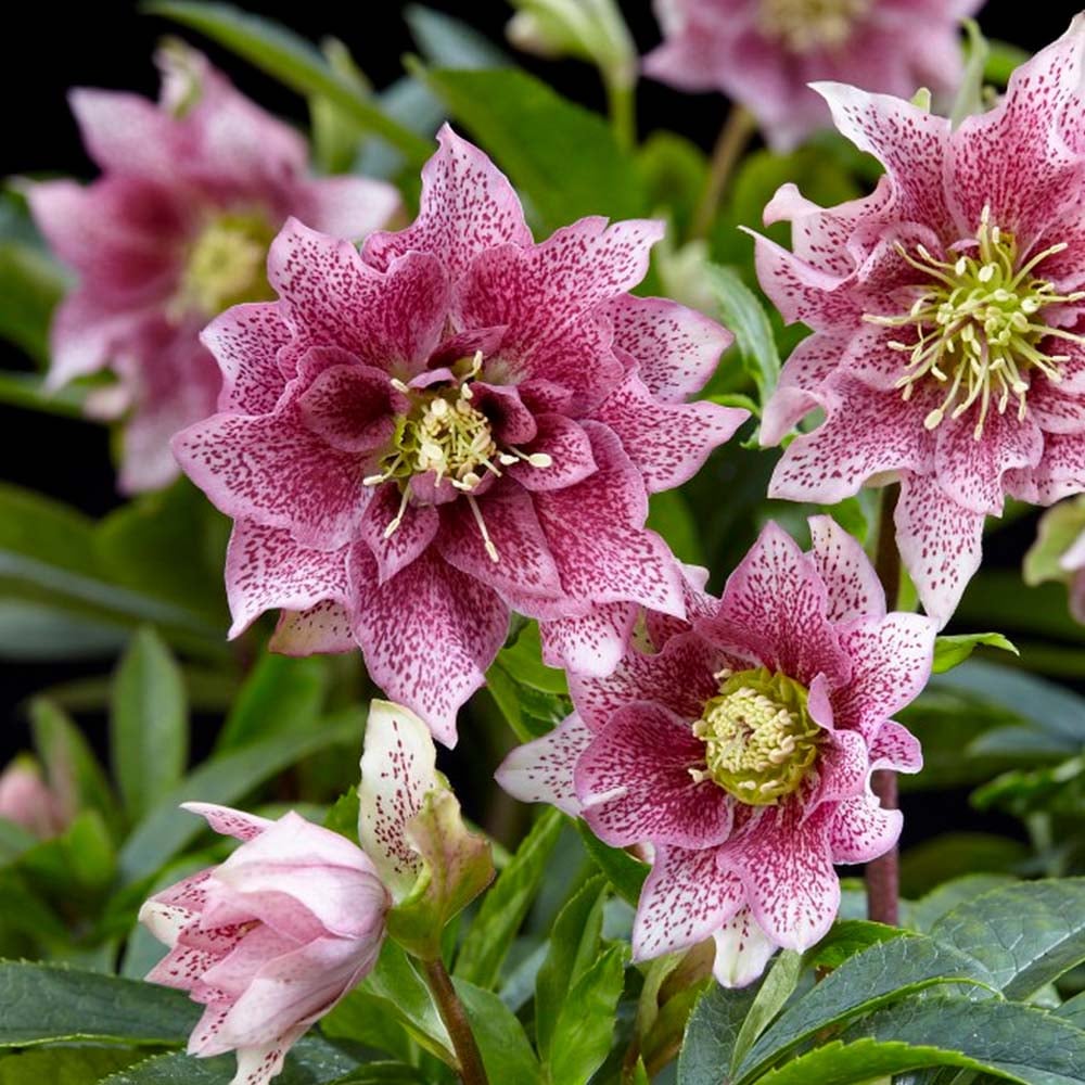 HELLEBORUS ORIENTALIS AMBER IN VASO DA 14CM
