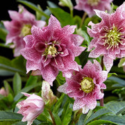 HELLEBORUS ORIENTALIS AMBER IN VASO DA 14CM