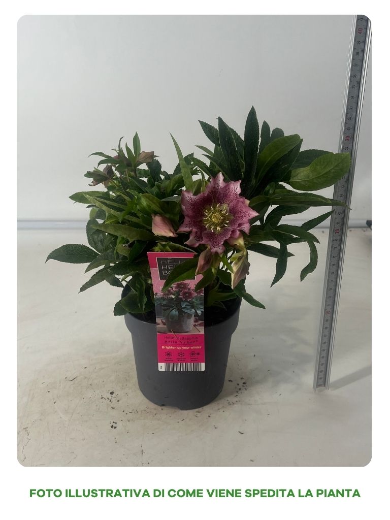 HELLEBORUS ORIENTALIS AMBER IN VASO DA 14CM
