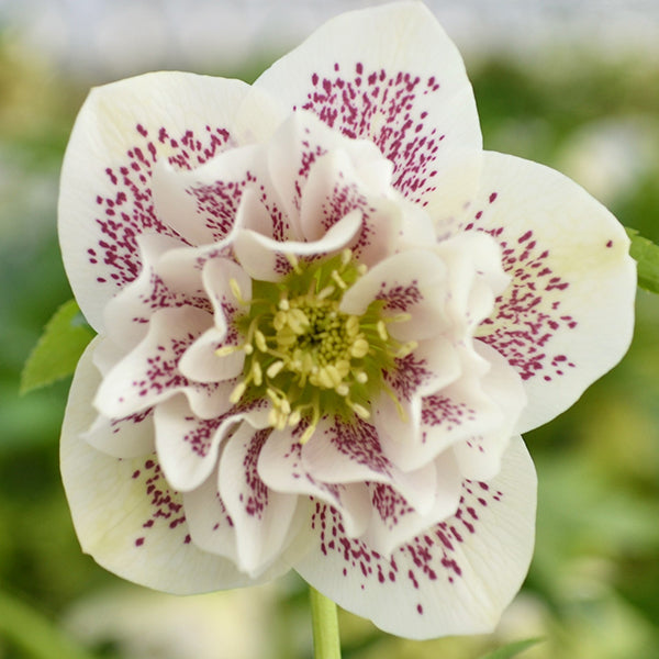 HELLEBORUS ORIENTALIS PEARL BIANCO IN VASO DA 14CM