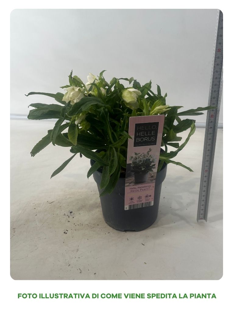 HELLEBORUS ORIENTALIS PEARL BIANCO IN VASO DA 14CM