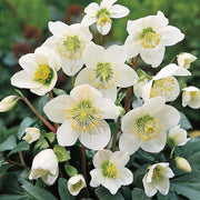 HELLEBORUS NIGER ROSA DI NATALE VASO 9CM