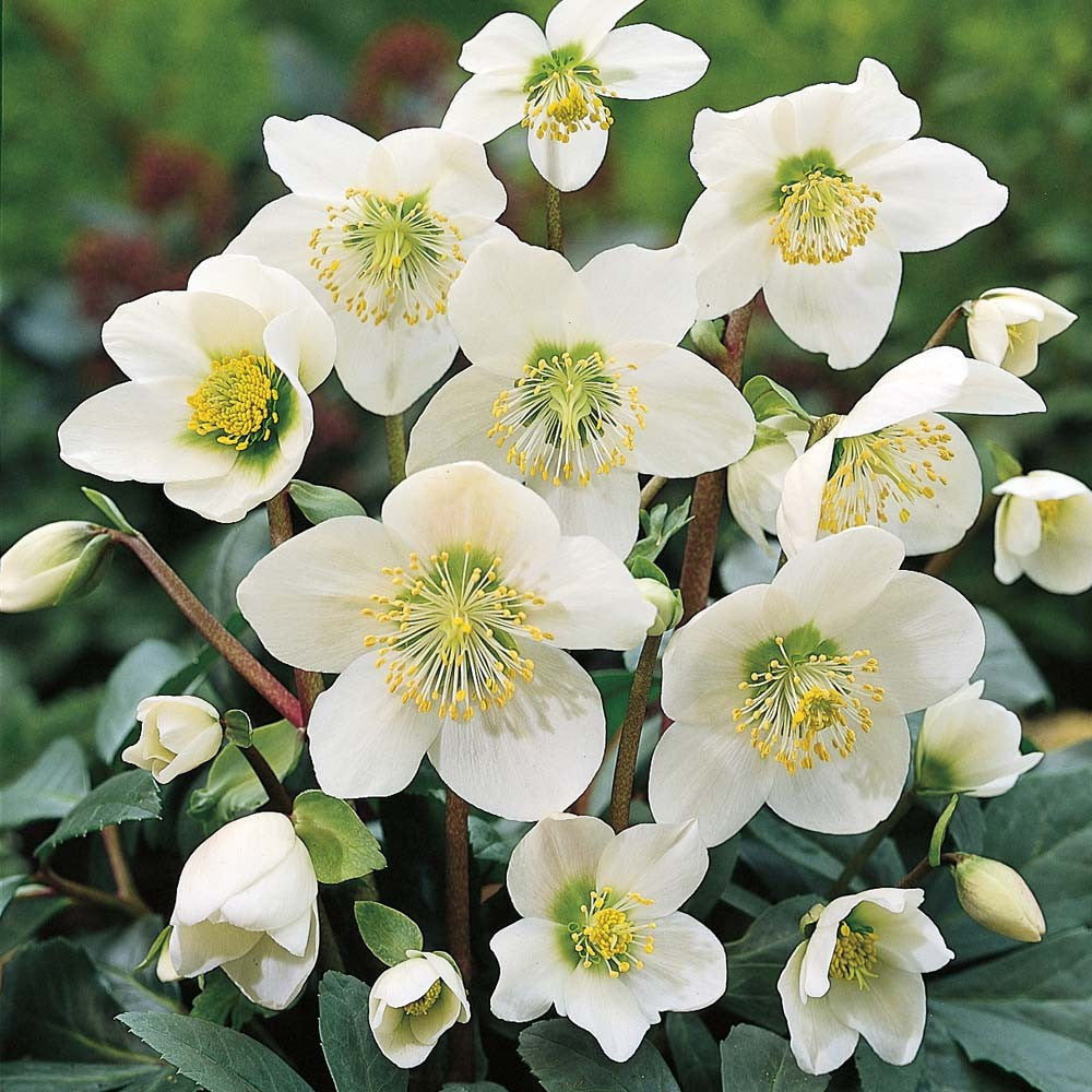 HELLEBORUS NIGER ROSA DI NATALE VASO 9CM